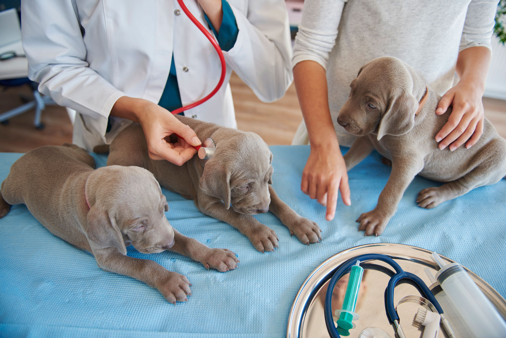 Detection of Leishmania in samples from dogs as a preventive measure